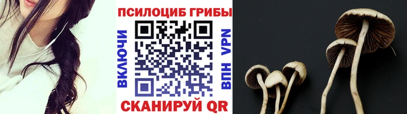 купить наркотик  Шацк  ссылка на мегу как войти  Псилоцибиновые грибы Psilocybine cubensis 